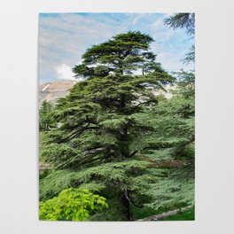 Cedars Of Lebanon Poster