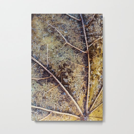 aging leaf Metal Print