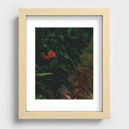 Red flower Recessed Framed Print