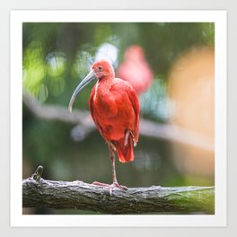 Tropical Scarlet Ibis Art Print