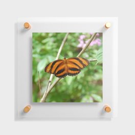 Mexico Photography - Beautiful Orange Butterfly With Black Stripes Floating Acrylic Print