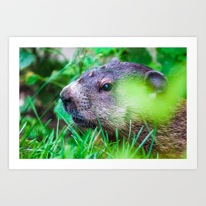 Elusive Groundhog, Nature Photography Art Print