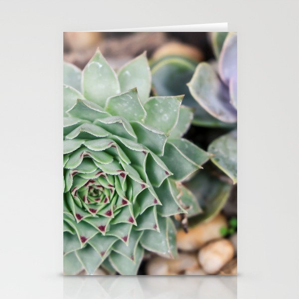 Mexico Photography - Common Houseleek In A Mexican Garden Stationery Cards