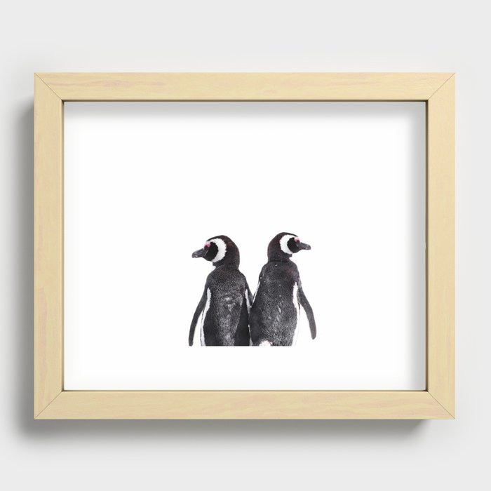 Cute Magellanic Penguin Couple White Background Recessed Framed Print