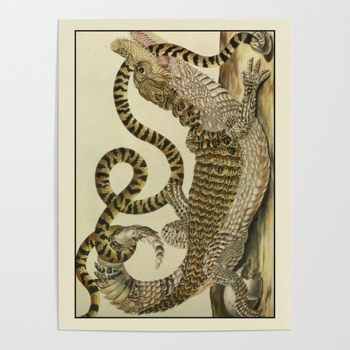  Crocodile battles snake pattern Poster