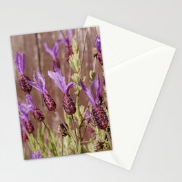 French Lavender (Lavandula stoechas) Stationery Cards