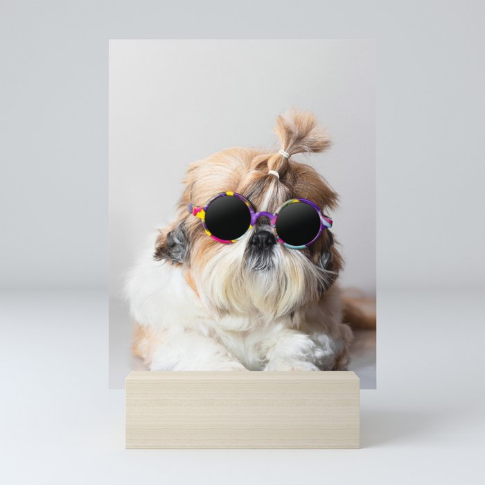 Cool Shih Tzu dog with sunglasses Mini Art Print
