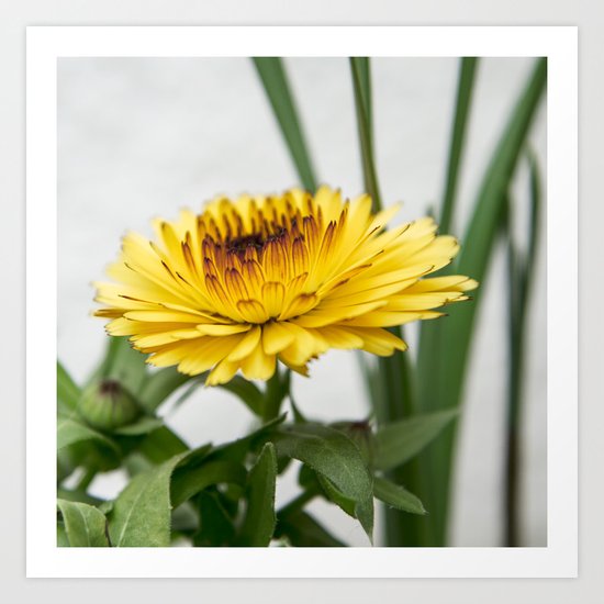 Yellow flower Art Print