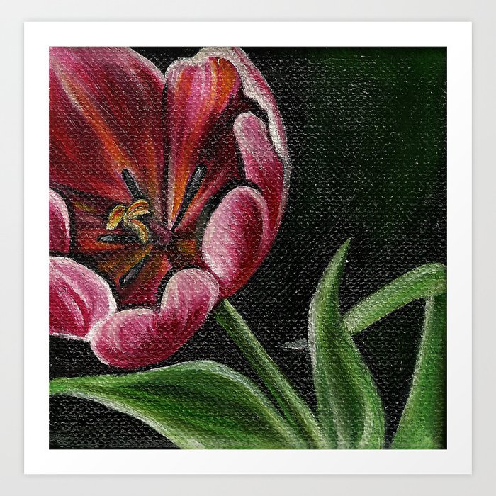 Red Tulip Art Print