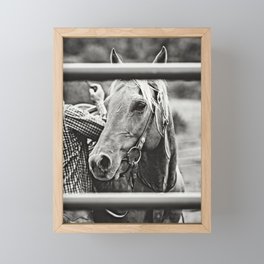 Black & White Saddling Horse Photo Framed Mini Art Print