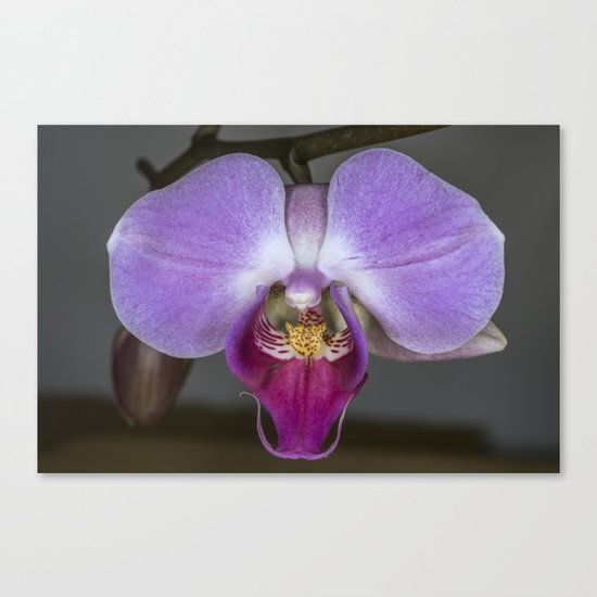 Purple Orchid Canvas Print