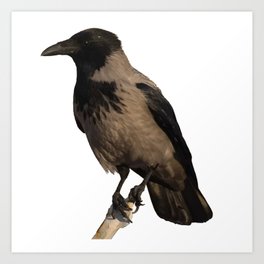 Hooded Crow Isolated Art Print | Claw, Birds, Killer, Scavenger, Wicca, Raven, Halloween, Photo, Night, Hunter 