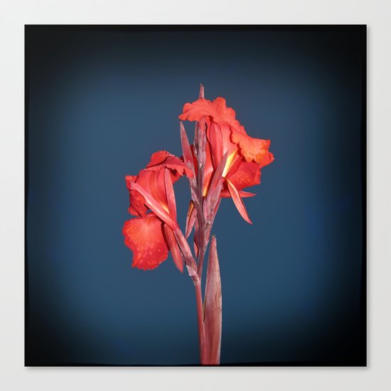 Canna Lily Canvas Print