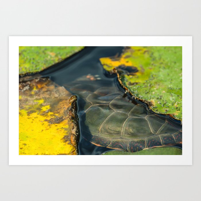 Turtle Shells and Lily Pads Photograph Art Print