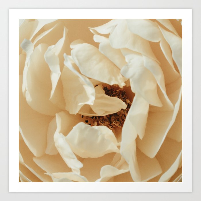 Cream Rose Petals Floral Art Print