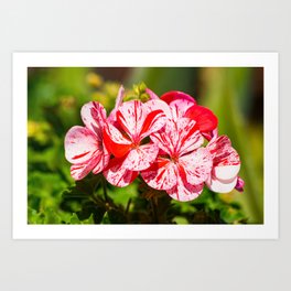 White and red geranium flower Art Print