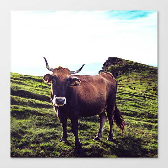 Cow in the Alps, Mountains Canvas Print