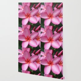 Pink Hawaiian Plumerias261156.jpg Wallpaper