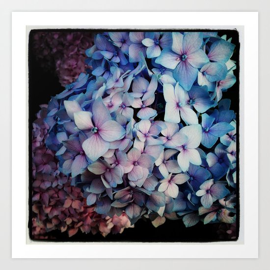 Hydrangea Art Print