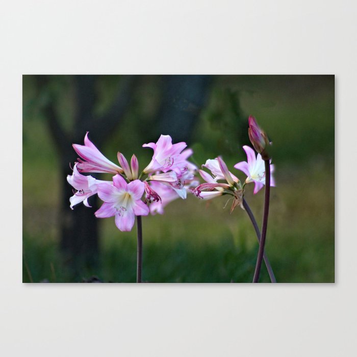 Amaryllis Belladonna Lovely Pink Poisonous Flowers Canvas Print