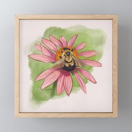 Brown Belted Bumblebee Framed Mini Art Print