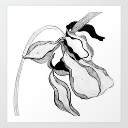 Sketched black and white Orchid Art Print