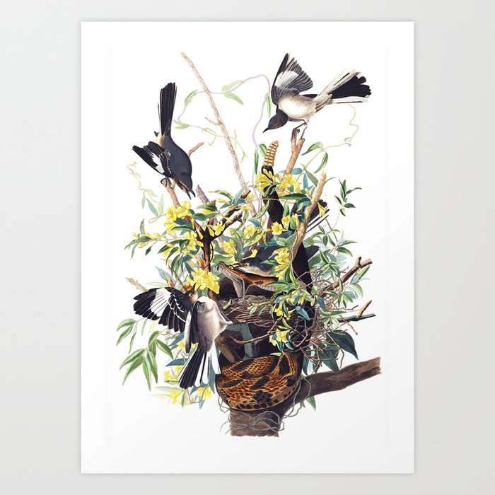 Mocking Birds by Audubon Art Print