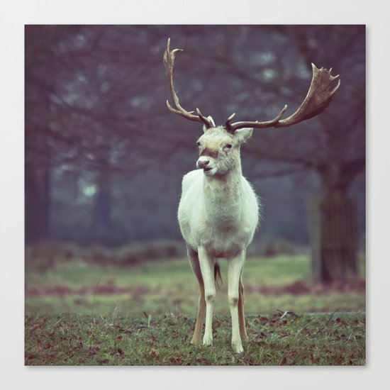 White deer needs your love Canvas Print
