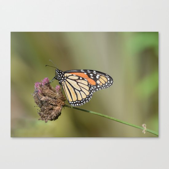Monarch butterfly Canvas Print
