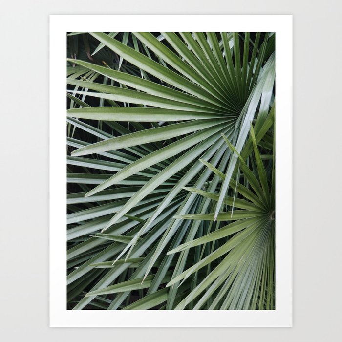 Palm Leaf Tropical Art Print