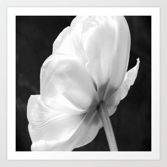 Close-up of white tulip in black background Art Print
