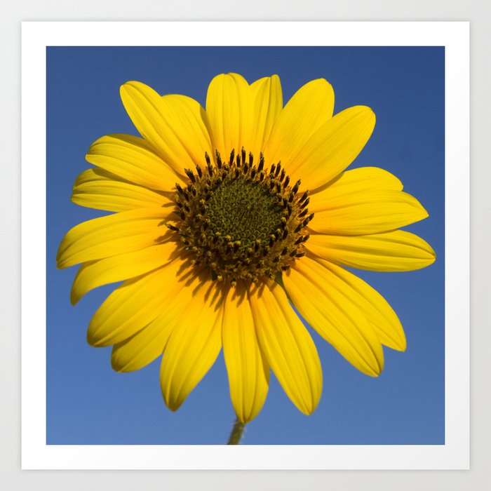 Tournesol Art Print By Kamminatrea Society6