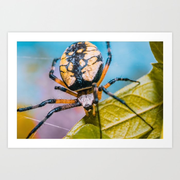Black & Yellow Argiope Orbweaver Spider. Macro Photograph Art Print