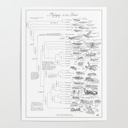 Phylogeny of the Insects Poster