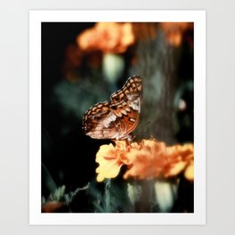 Great Spangled Fritillary Butterfly IV Art Print