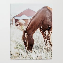 Equine Poster