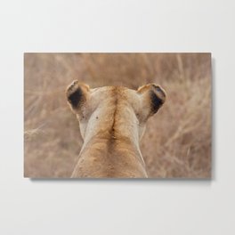 Lion on the savanna of Serengeti National Park, Tanzania | Travel photography Africa Metal Print | Color, Tanzania, Hunting, Lioness, Reserve, Digital, Nature, Unesco, Lion, Travel 