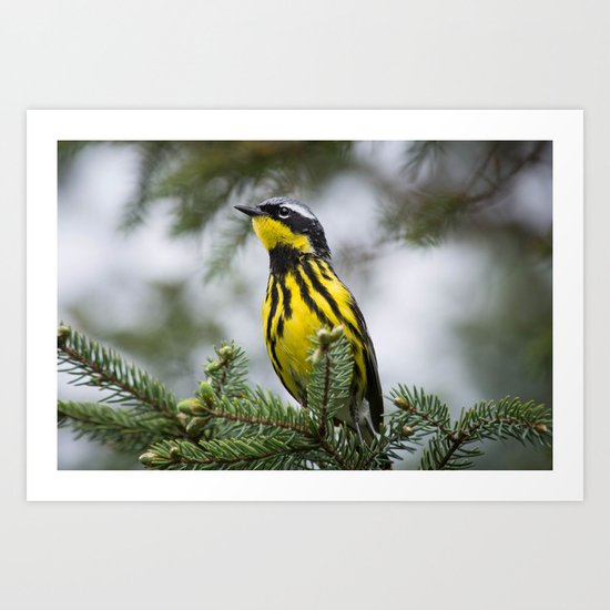 Magnolia Warbler Art Print