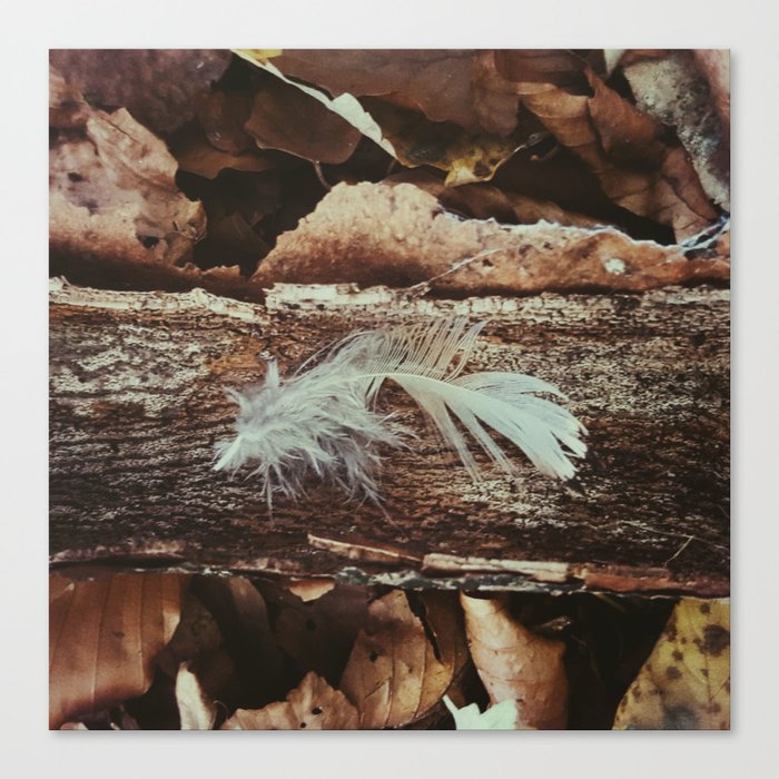 Feather in the woods Canvas Print