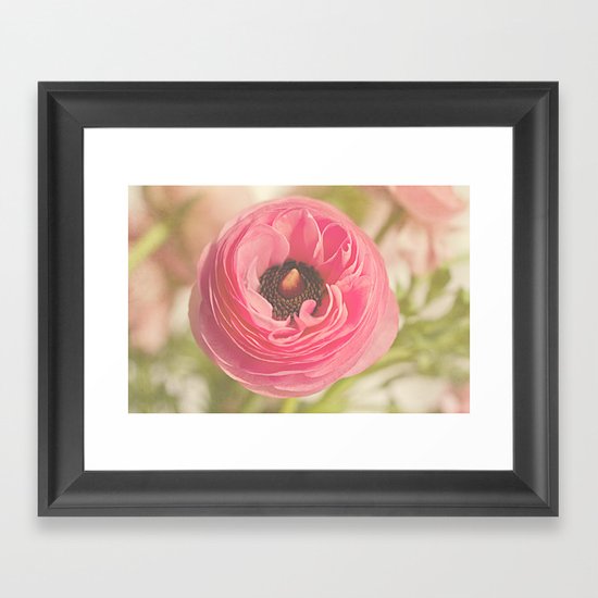 The Pretty Pink Ranunculus Framed Art Print