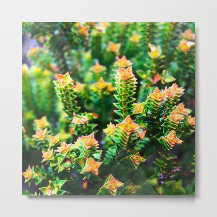 Flowers from the top of Table Mountain Metal Print