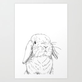 Curious Holland Lop Bunny Art Print