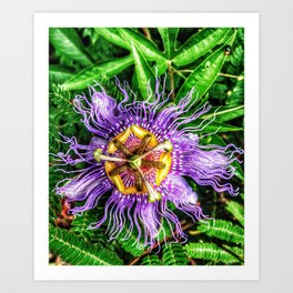 Passiflora incarnata Art Print