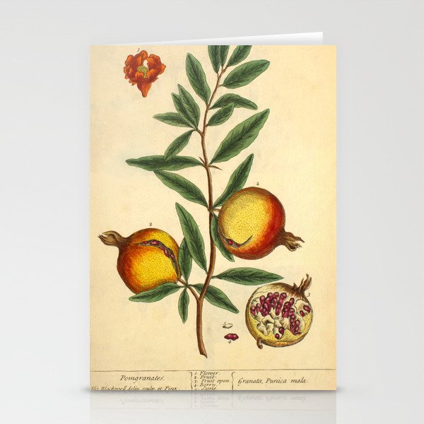 Pomegranate by Elizabeth Blackwell from "A Curious Herbal," 1737 (benefiting The Nature Conservancy) Stationery Cards