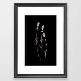 Lavandula angustifolia Framed Art Print