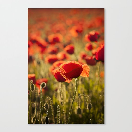 Poppies in LOVE - Poppy Flower Flowers Canvas Print