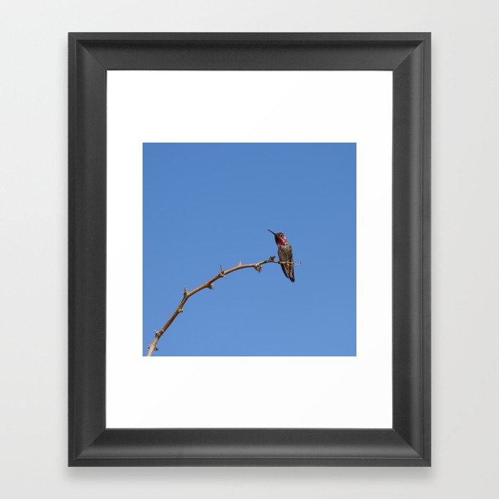 Anna's Male Hummingbird - Desert Southwest Framed Art Print