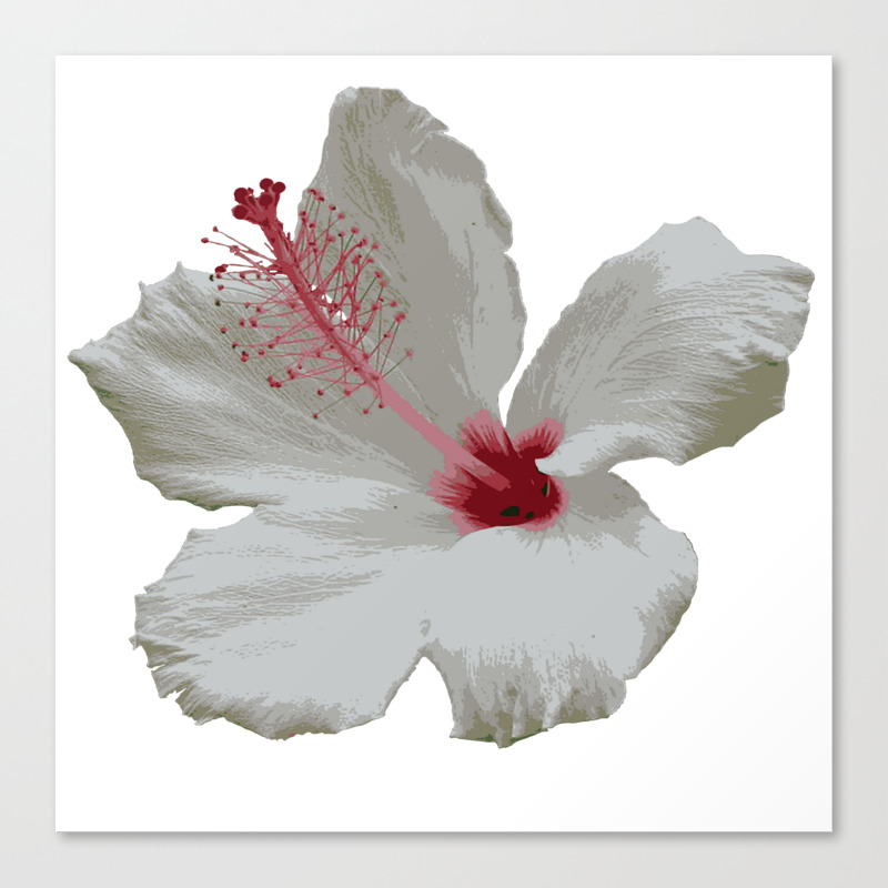 Pure White Hibiscus Tropical Flower Canvas Print By Taiche Society6