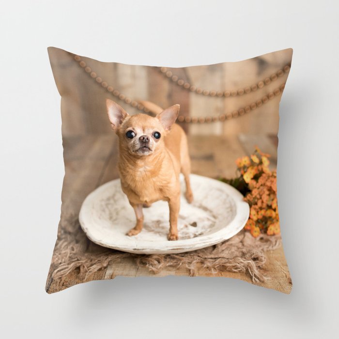 Tan Chihuahua Dog On Indoor Photo Throw Pillow by Execute Art
