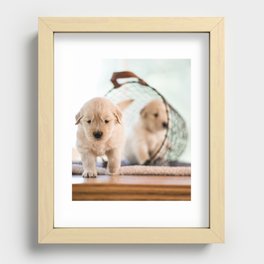 Golden Retriever Pups Recessed Framed Print